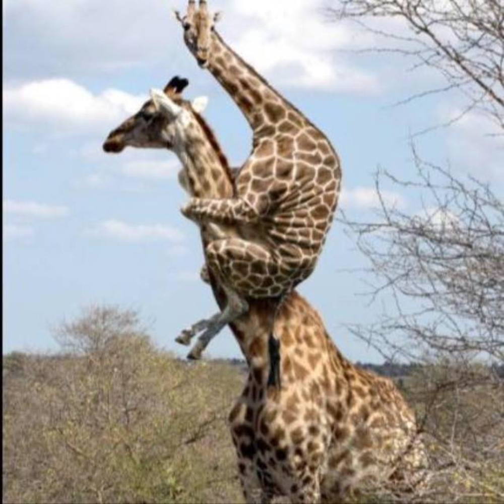 Meet your Posher, Tiley